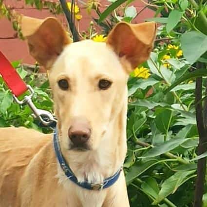 Aiden1 sucht ein Zuhause/Pflegestelle