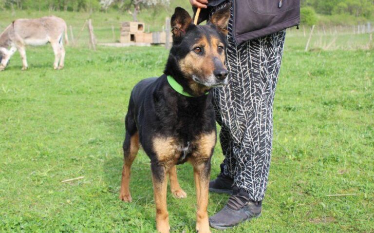 Safte Ayla sucht ruhiges Zuhause