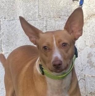 Charly3 sucht ein Zuhause/Pflegestelle