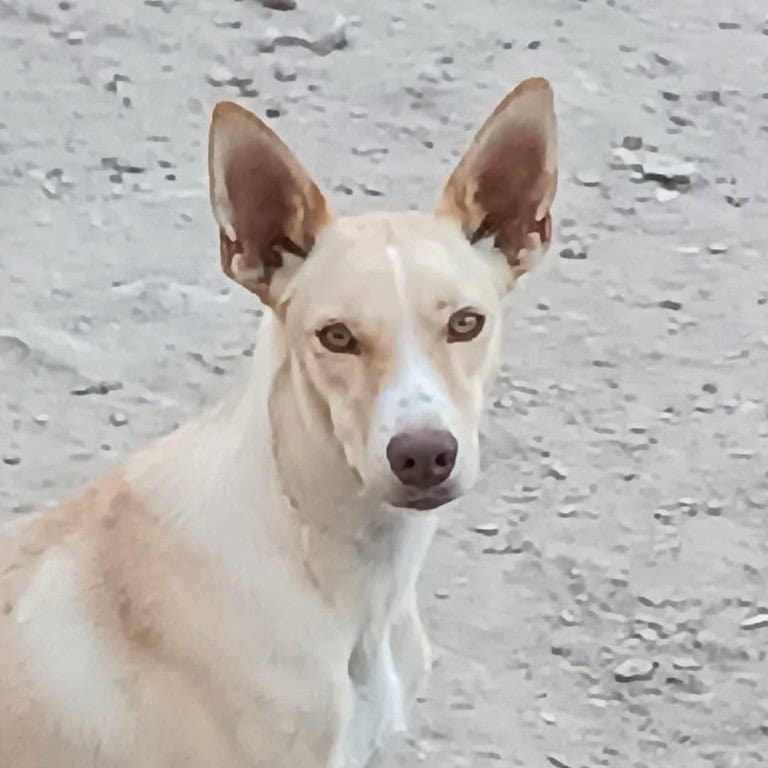 Charly4 sucht ein Zuhause/Pflegestelle