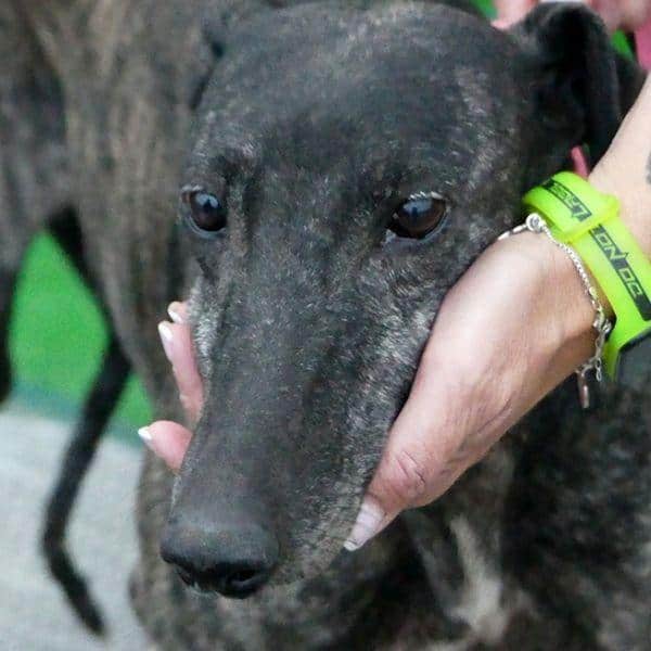 Renata, freundliche Galga