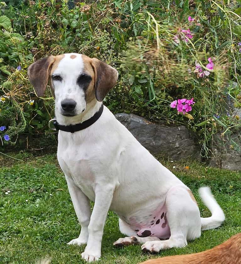 Theo – bereits in D -sucht sein Zuhause