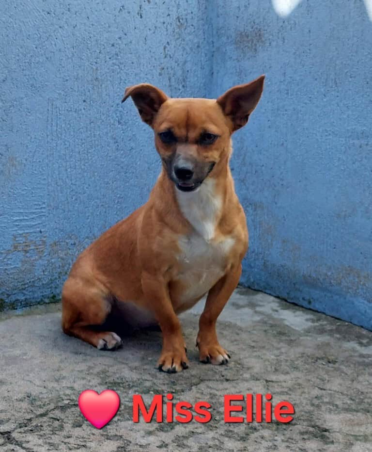 Miss Ellie – ein zauberhaftes Mädchen