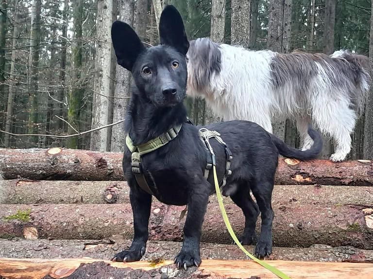 ARO der clevere, kleine Gute-Laune-Hund