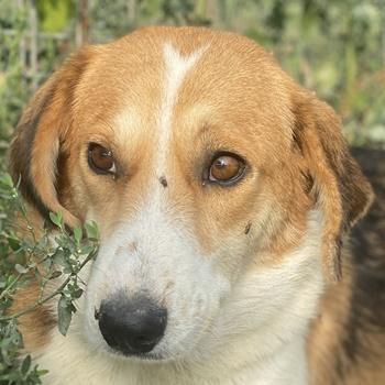 Katja, geb. ca. 12/2019, Griechenland