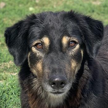 Lavinia, geb. ca. 06/2019, Griechenland