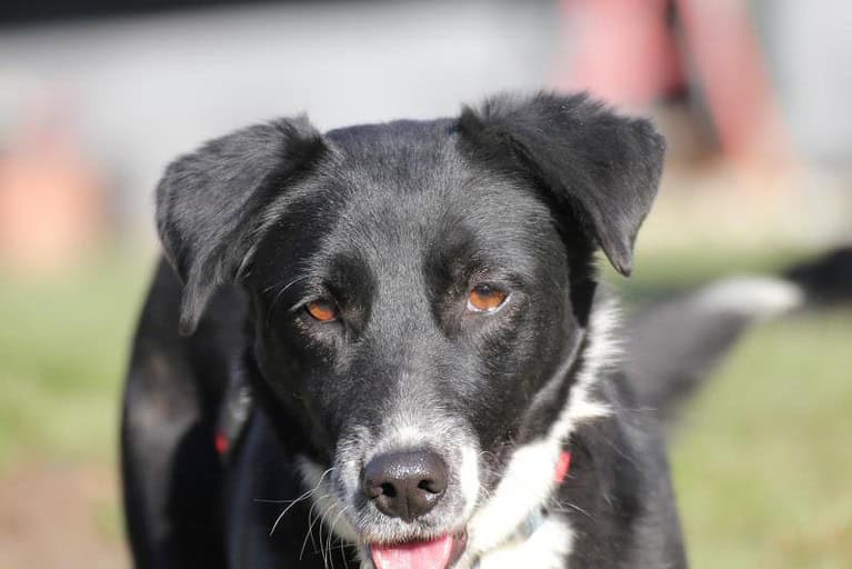 Paula – supertoller Familienhund