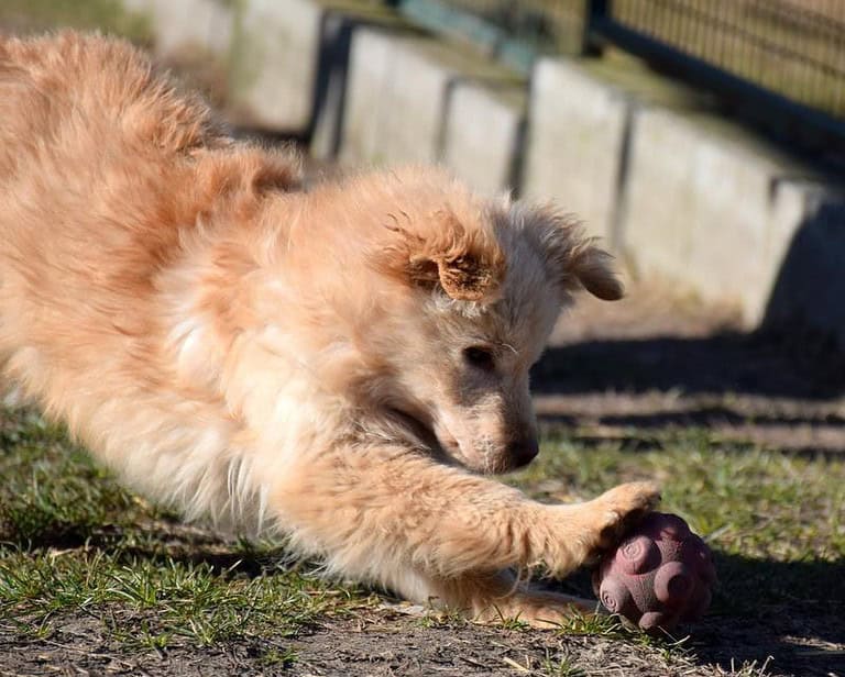J3: kleiner Teddybär sucht sein Zuhause