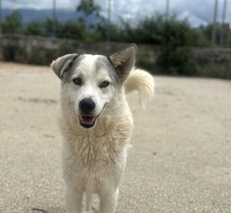 Anakin Mix Rüde ca. 2 Jahre alt in GR