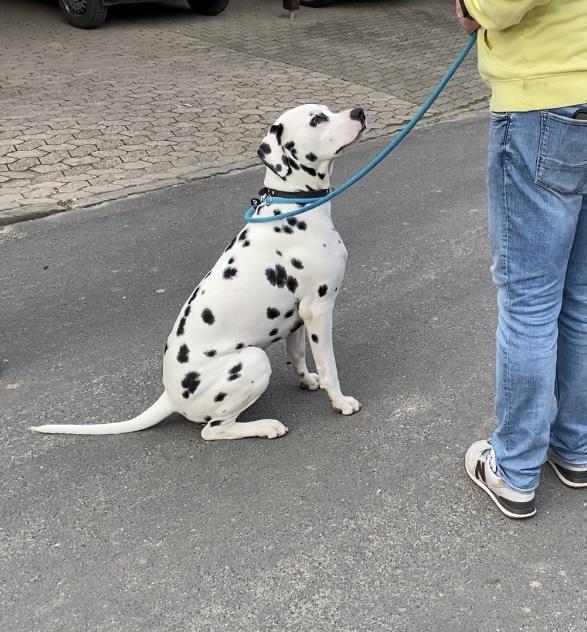 Lino sucht ein Zuhause