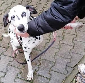 Kiara sucht ein neues Zuhause
