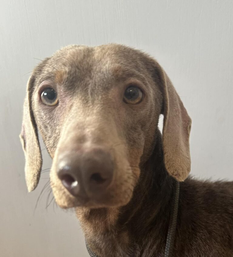 💚Teddy 💚2-jähriger Dackel