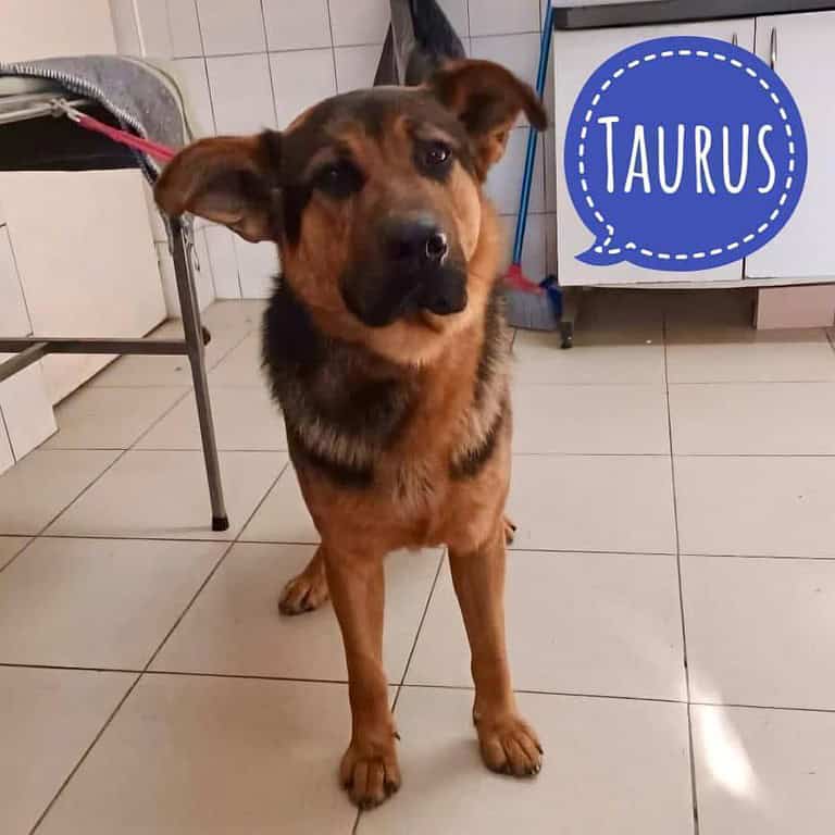 Taurus eine Seele vom Hund