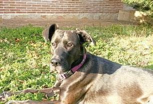 sportlicher Familienhund sucht