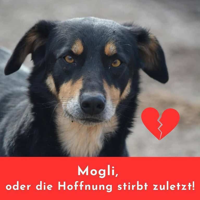 MOGLI – wartet schon so lange