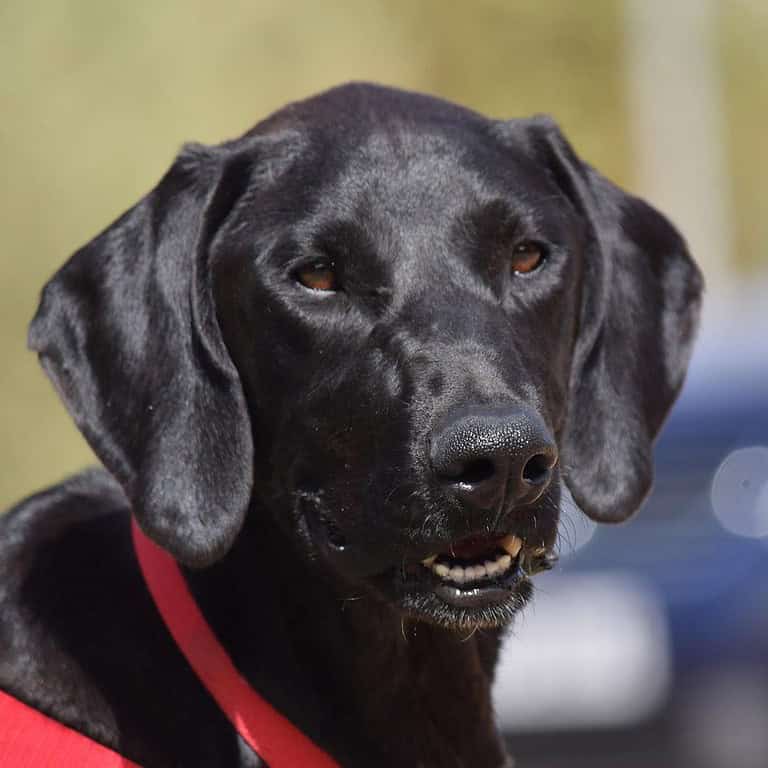BIRRA, Hundedame wünscht sich einZuhause