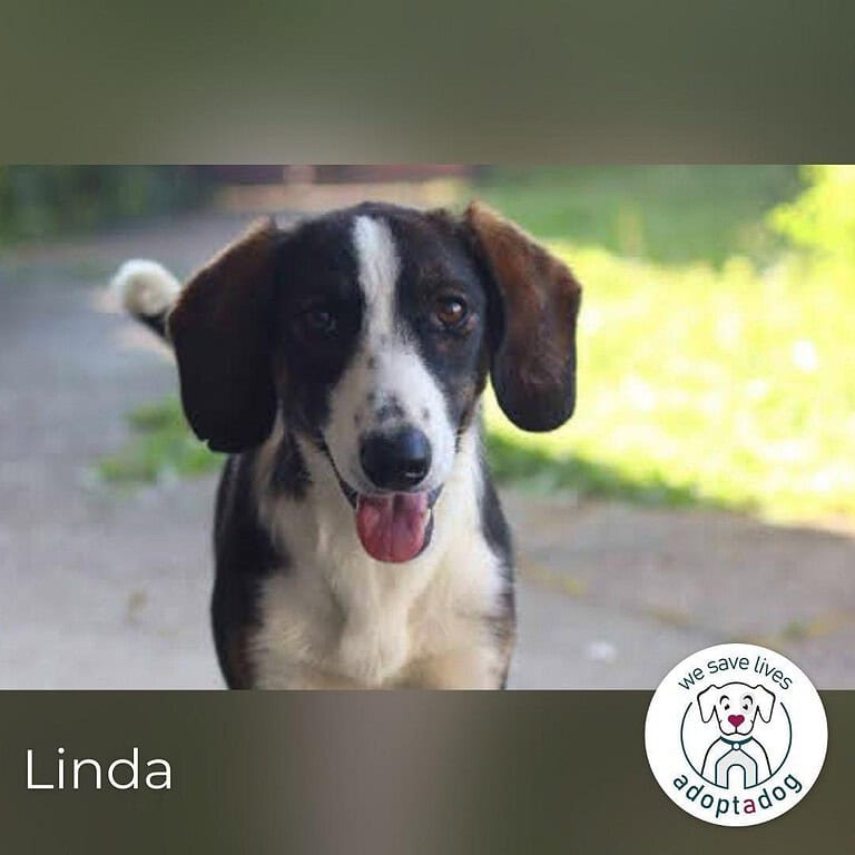Linda  Kämpferin sucht Zuhause