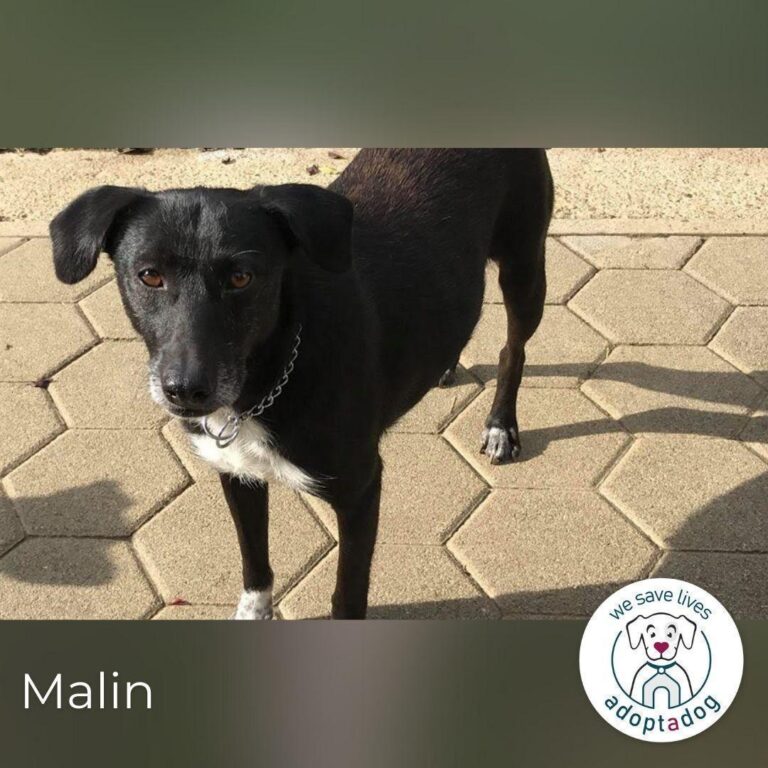 Malin: Black Beauty