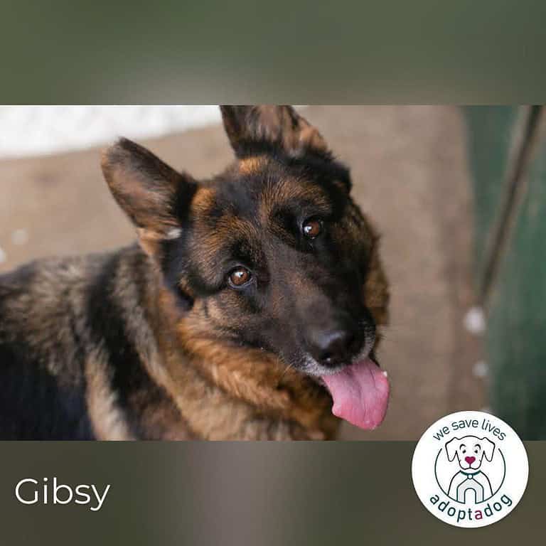 Gibsy  Gimme a Herrchen after midnight