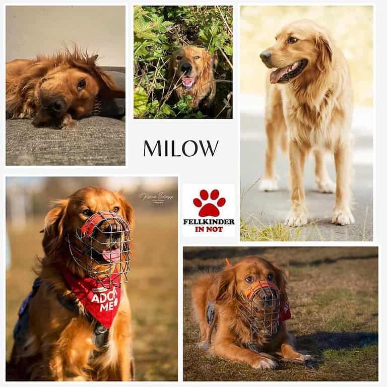 Milow Dark Golden Retriever Rüde