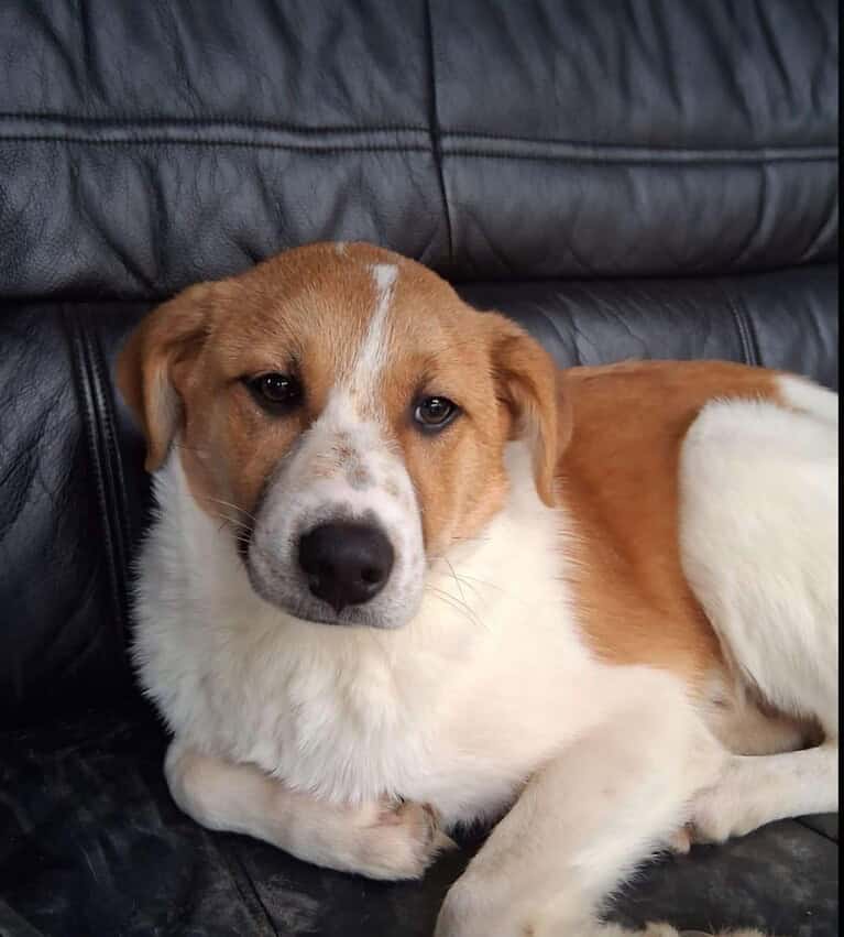 Hübscher Sunny sucht ein Zuhause