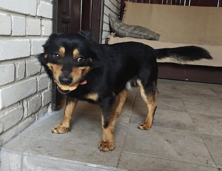 Figiel sucht Zuhause