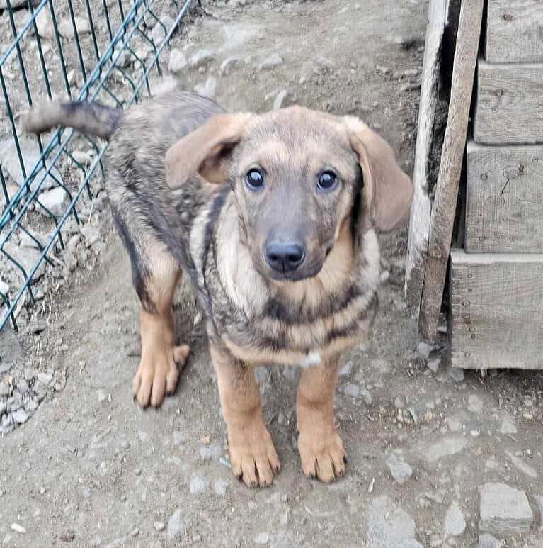 Buddy – hat jemand ein Körbchen für mich