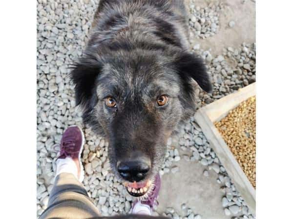 Layla  Pflegestelle oder Zuhause gesuch
