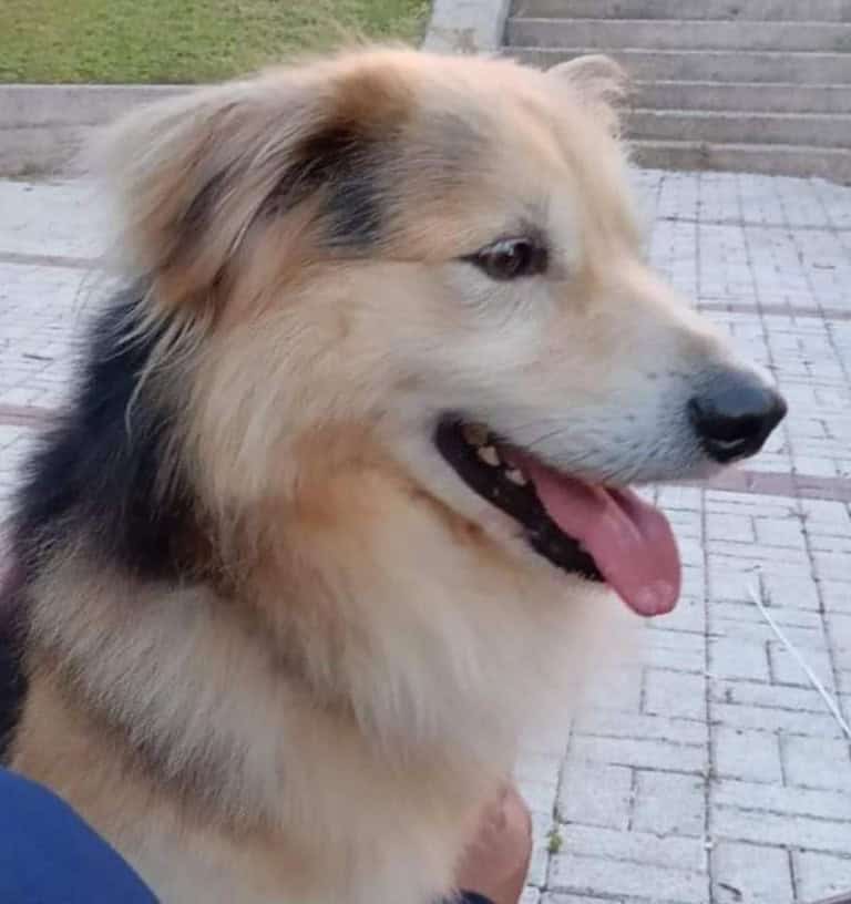 RAFA sucht sein Glückskörbchen