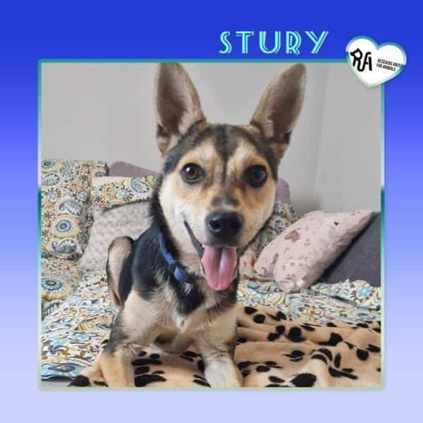 💛 STURY 💛 – BEREIT FÜR NEUE ABENTEUER!