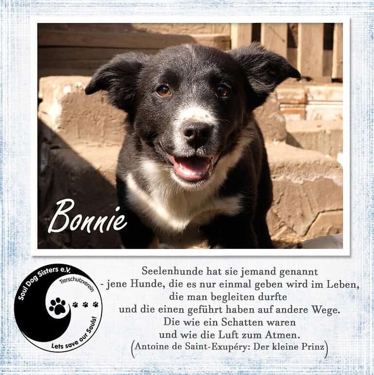 Bonnie sucht das Glück