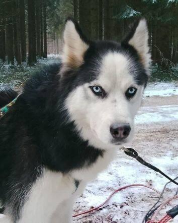 FELIX 2 ist liebenswert und freundlich