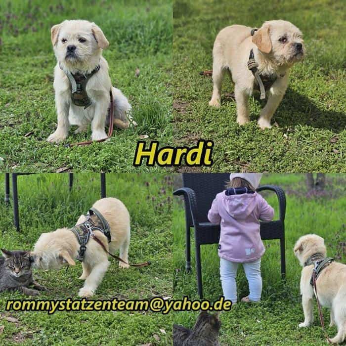 Hardi ist aufmerksam und neugierig