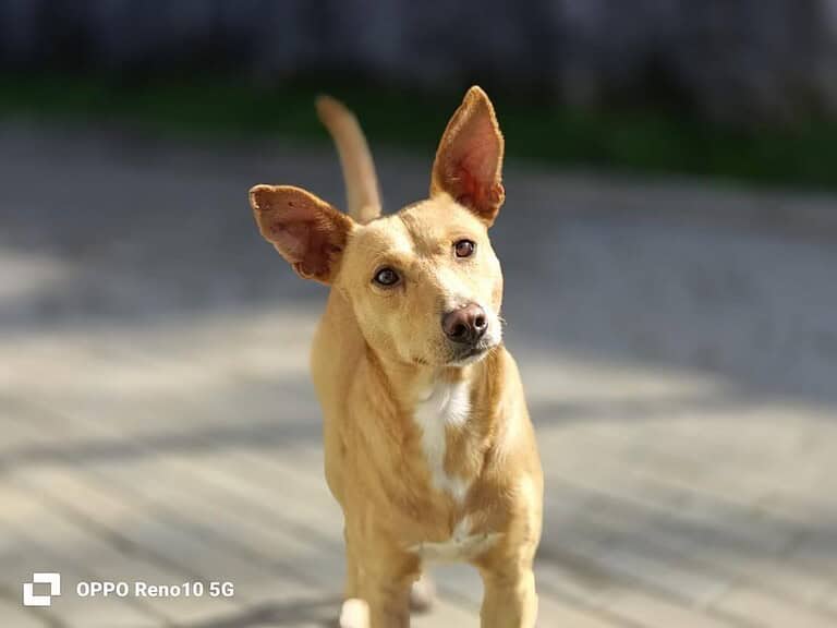 APOLLO 💙 sucht ein liebevolles Zuhause