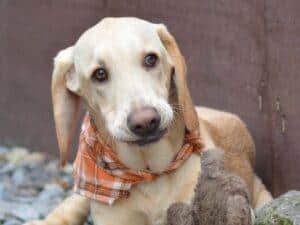 Mexico – ein toller Hund sucht Vertrauen