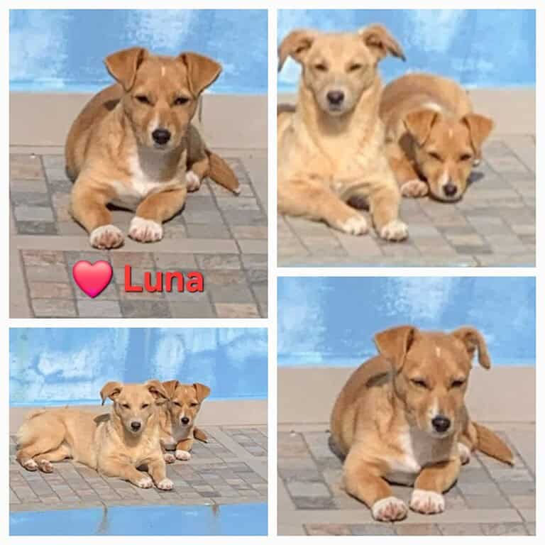 Luna – einfach nur lieb