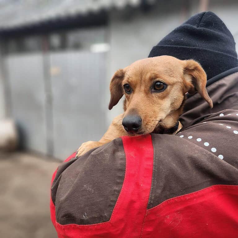 Magdi ist eine hübsche Dackeline
