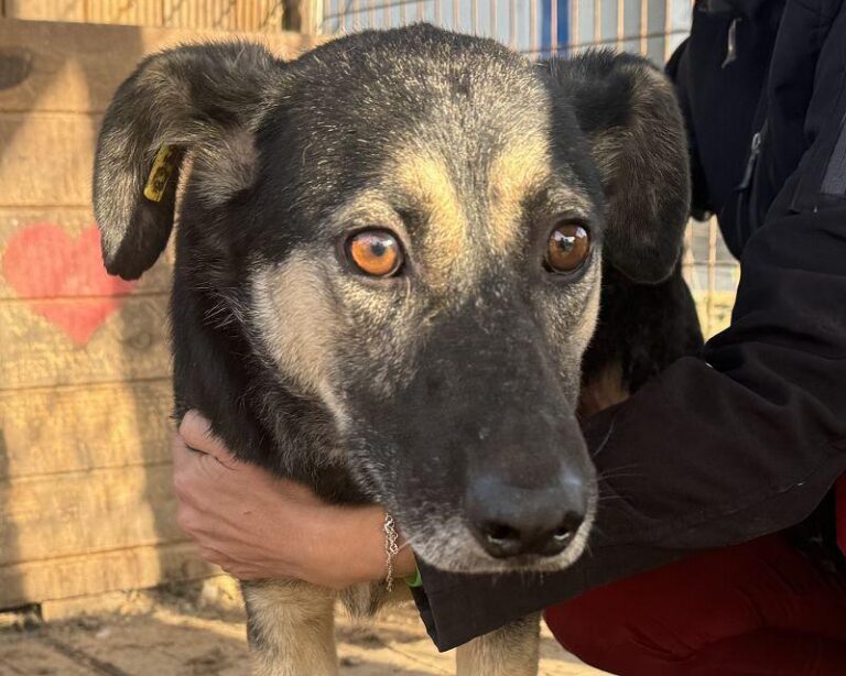 Kauri-dringend zu Hause gesucht!