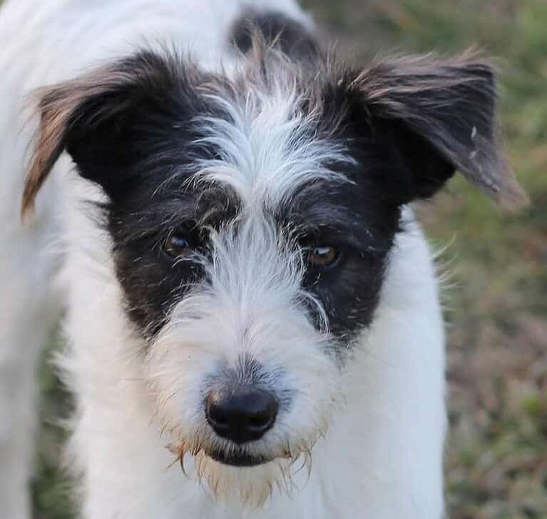 Süße Daisy sucht ihr eigenes Körbchen
