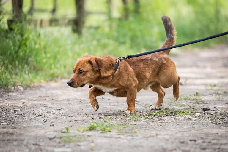 Rudy sucht Zuhause