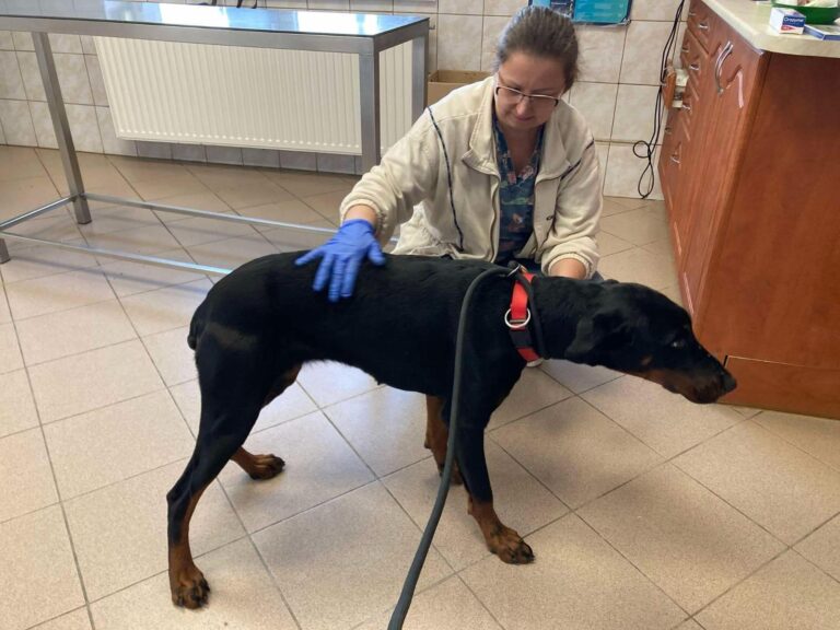 Inja sucht  Zuhause