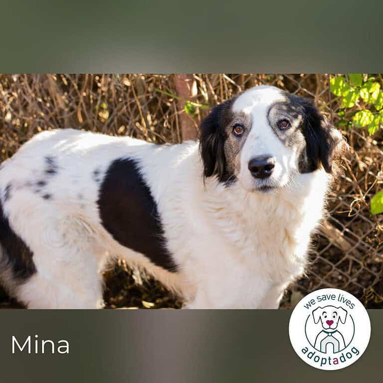 Mina: Ruhige Seele mit großem Herzen