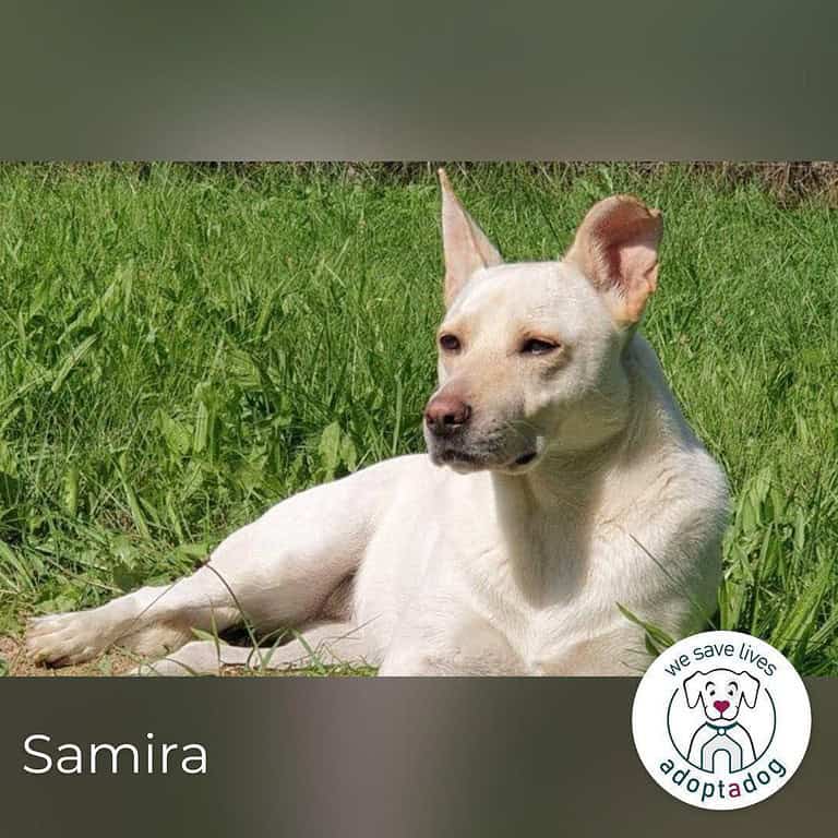 Samira   Liebevolle Hündin