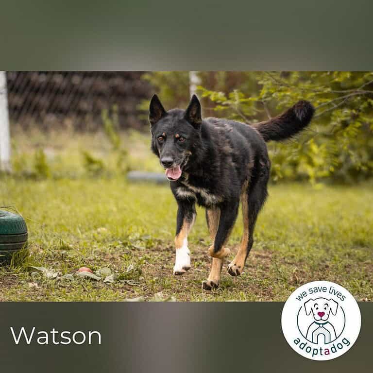 Watson: der lebensfrohe Schatz