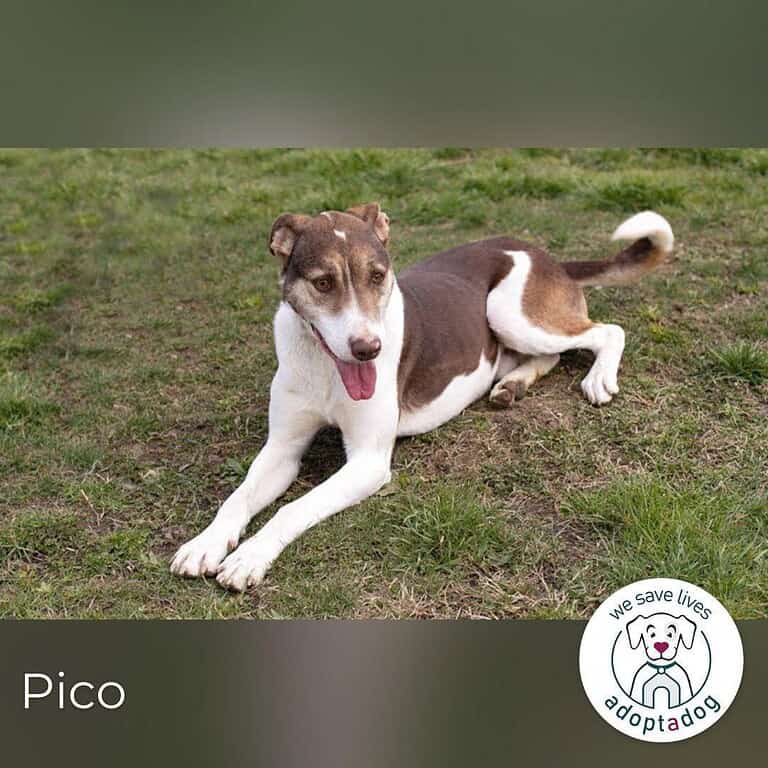 Pico  Wo sind seine Menschen?