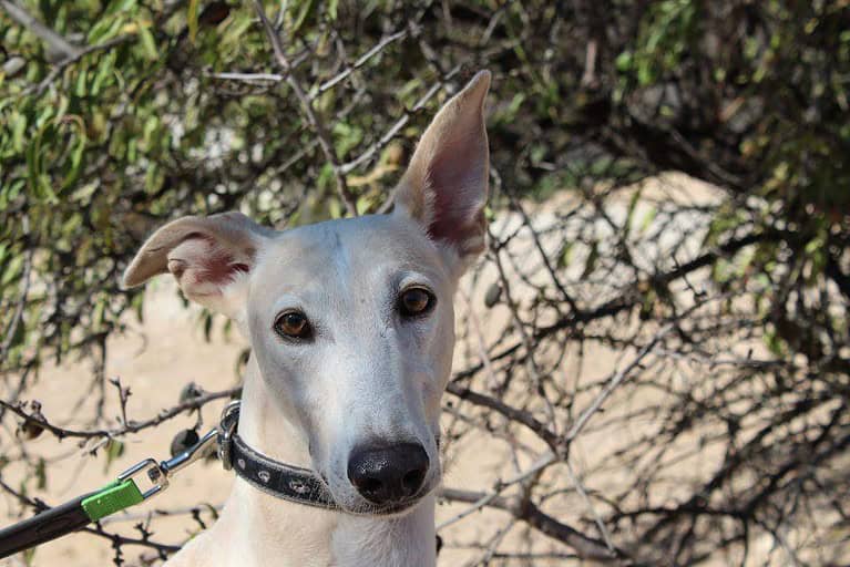Caramelo – Zuhause gesucht