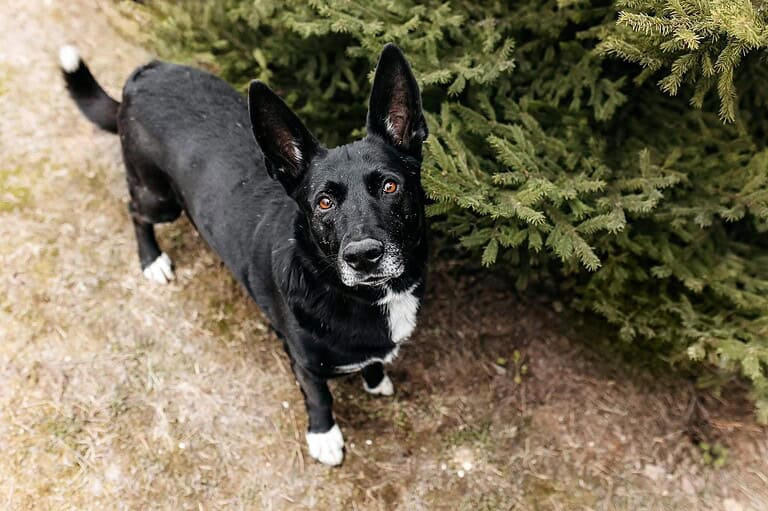 Wunderbarer Charly sucht seine Familie