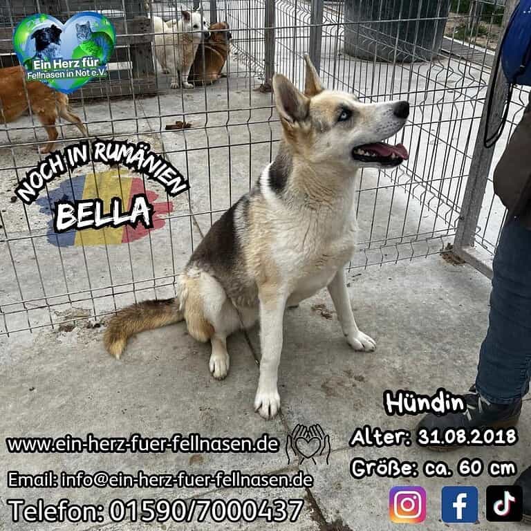 BELLA – schau mir in die Augen Kleines!