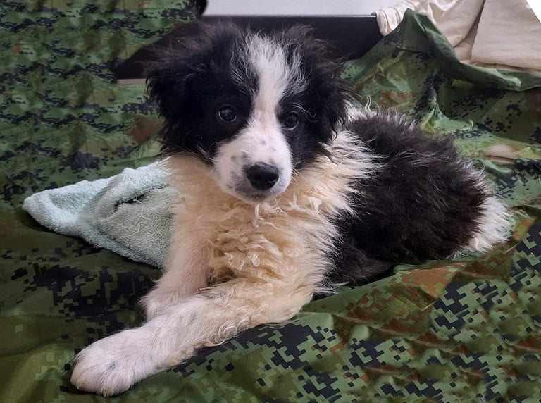 Kleine Lola sucht ein Zuhause