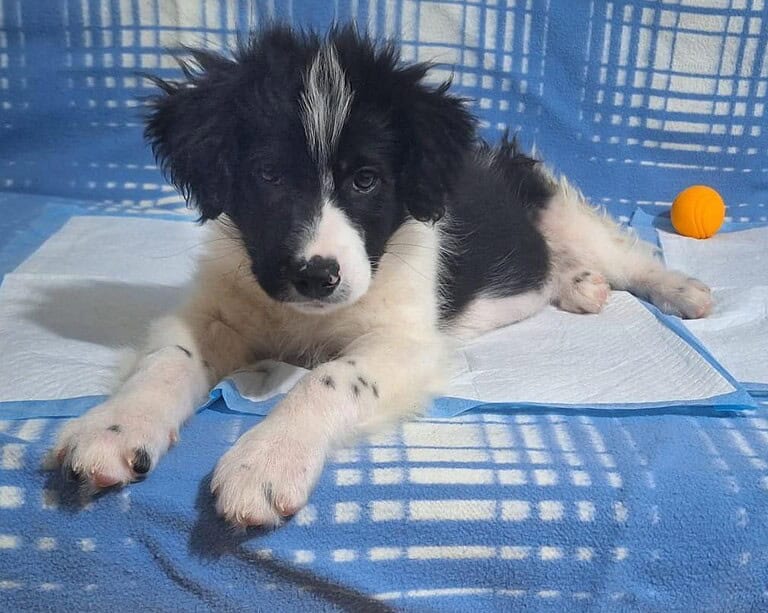 Kleiner Loki sucht ein Zuhause